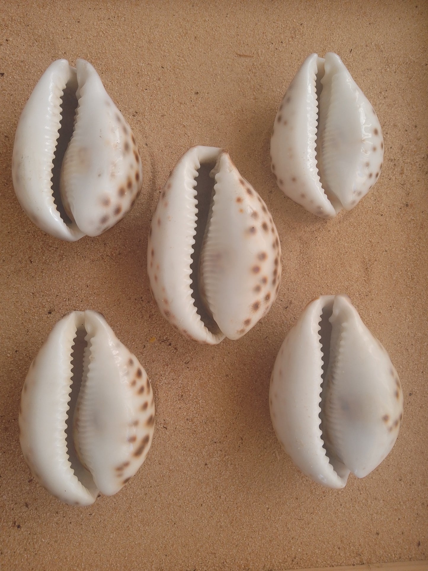 Tiger Cowrie Shell/Yoni