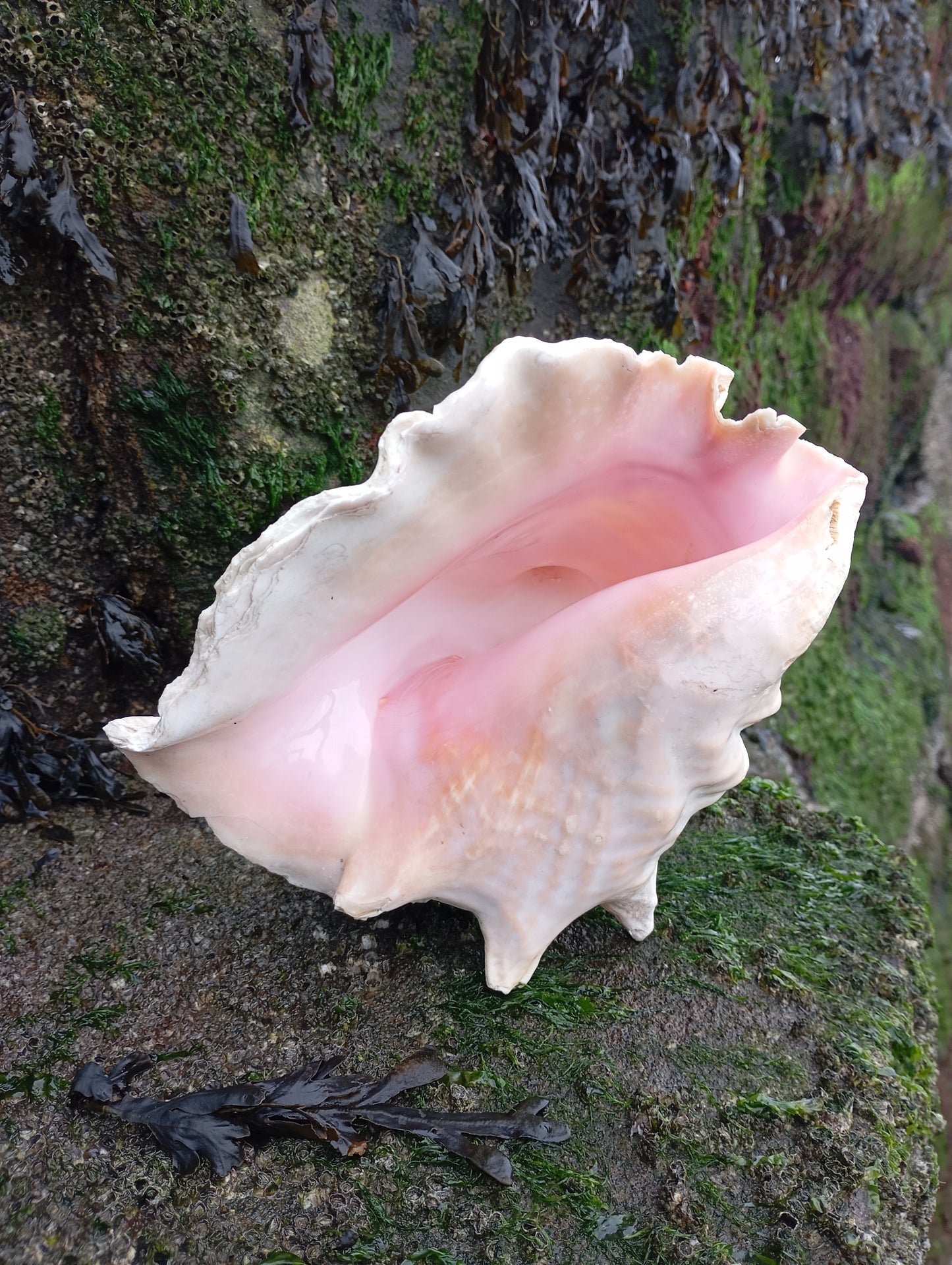Large Conch shell