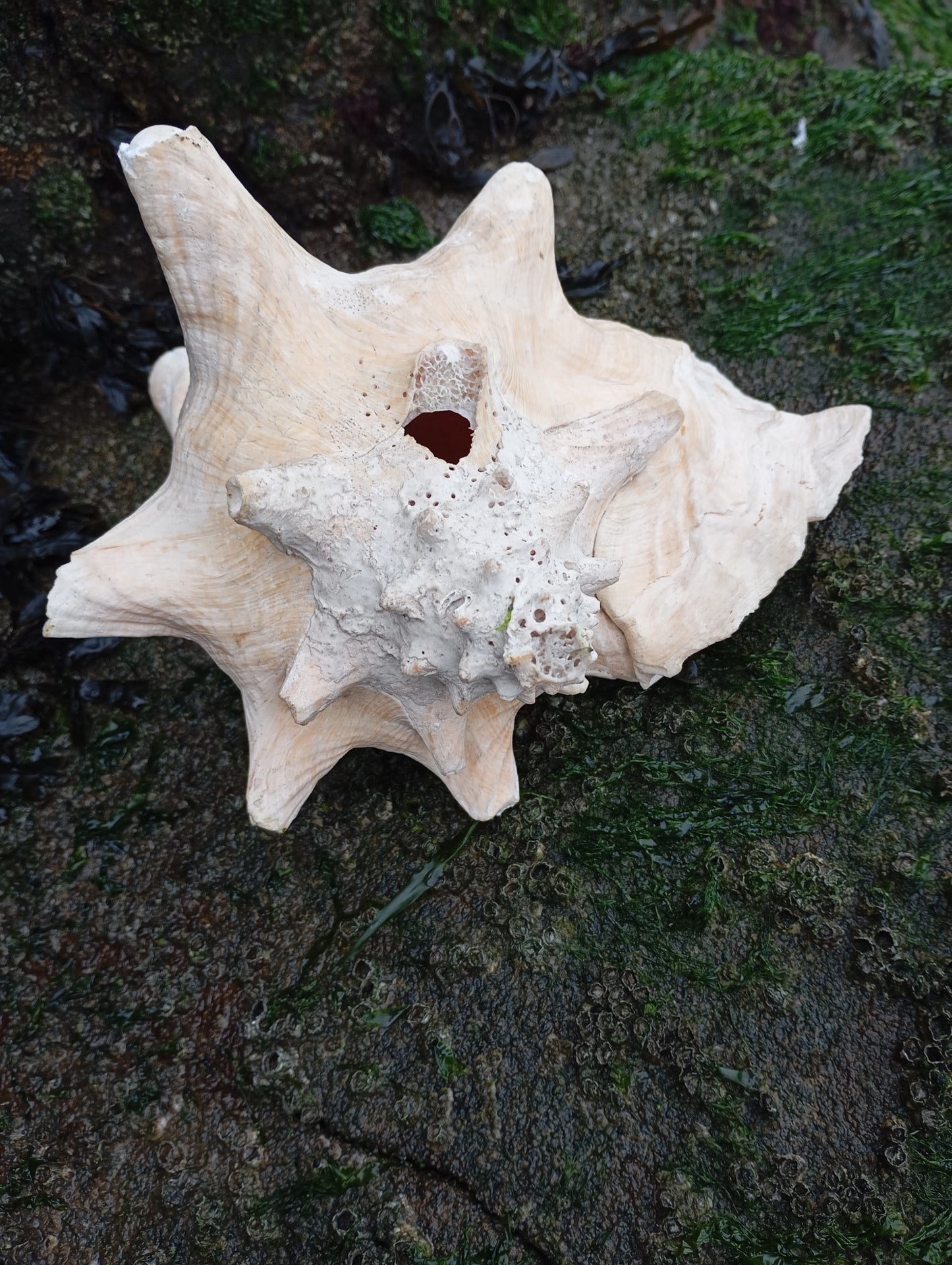 Large Conch shell