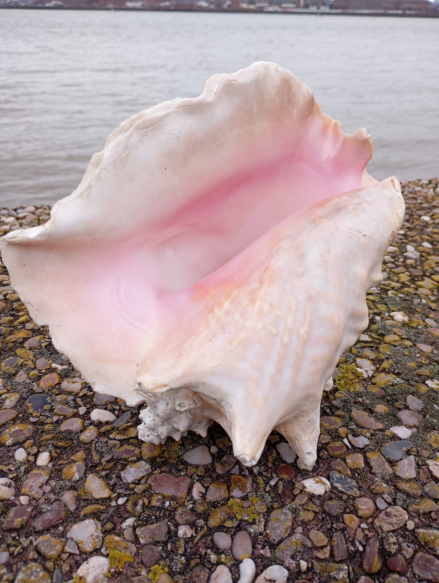Large Conch shell
