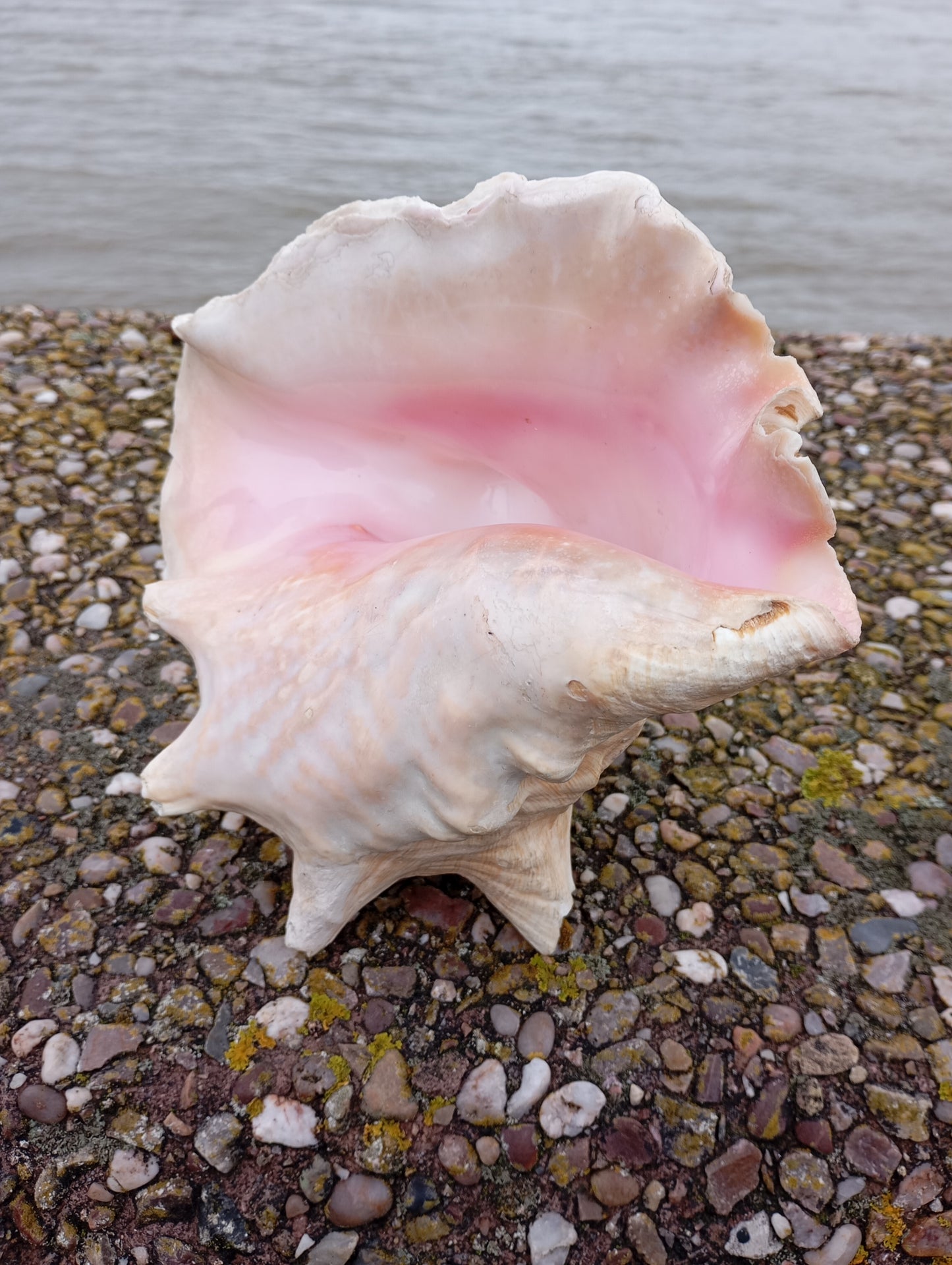 Large Conch shell