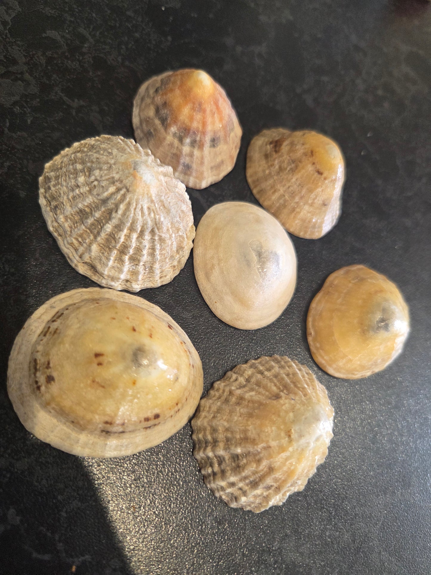Limpet shell