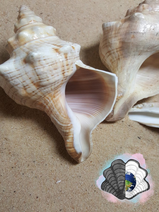 Palm size Horse Conch