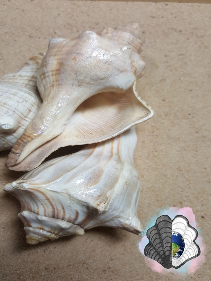 Palm size Horse Conch