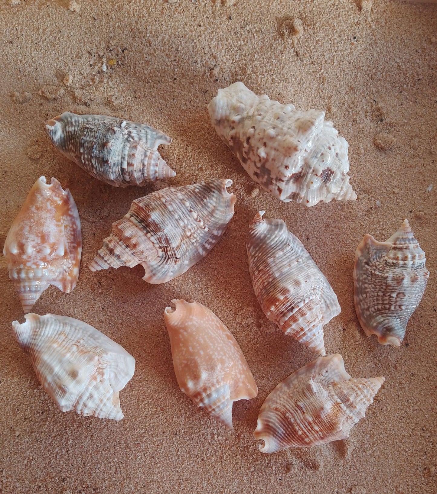 Diana's ear shell