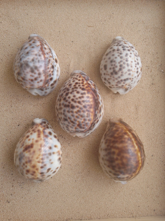 Tiger Cowrie Shell/Yoni