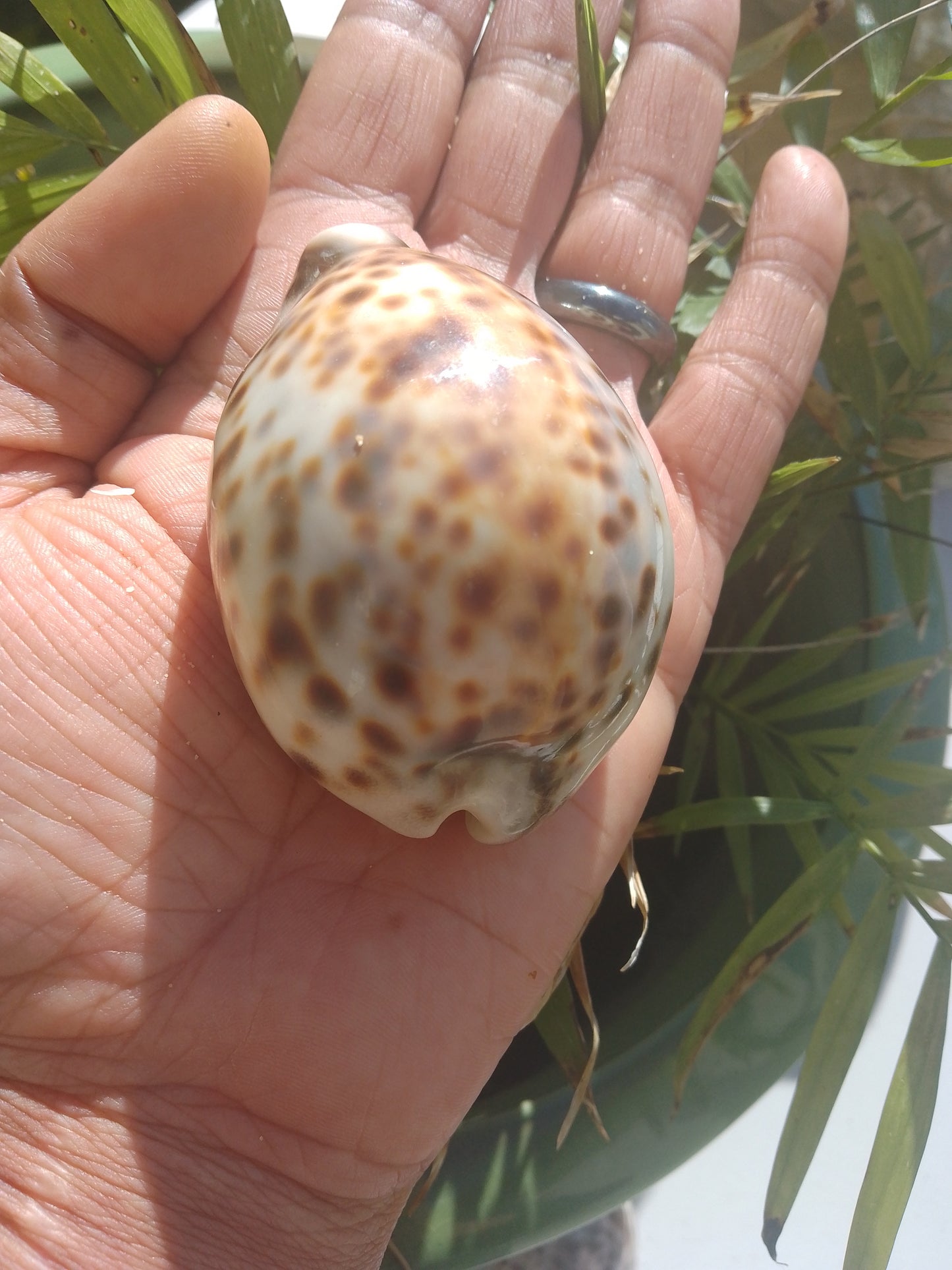 Tiger Cowrie Shell/Yoni