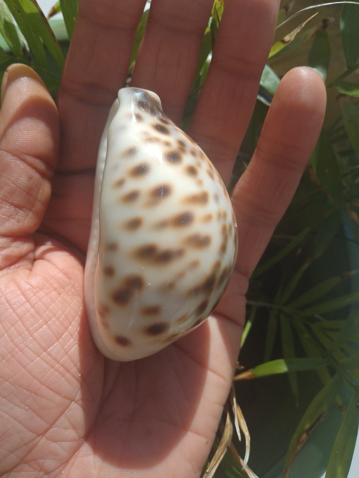 Tiger Cowrie Shell/Yoni