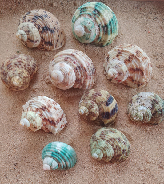 Small turbo shells