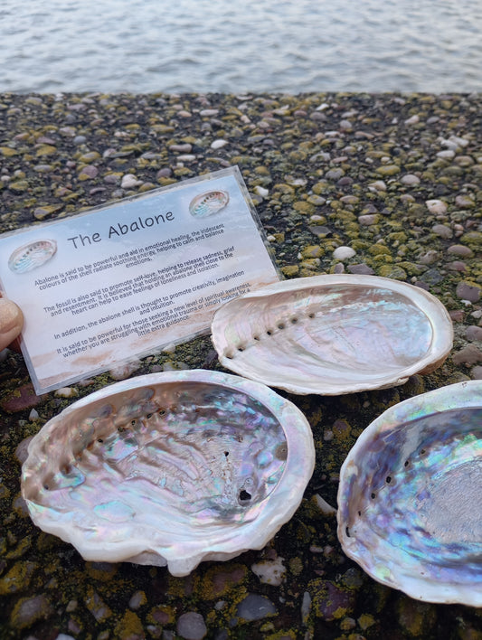 Abalone shell