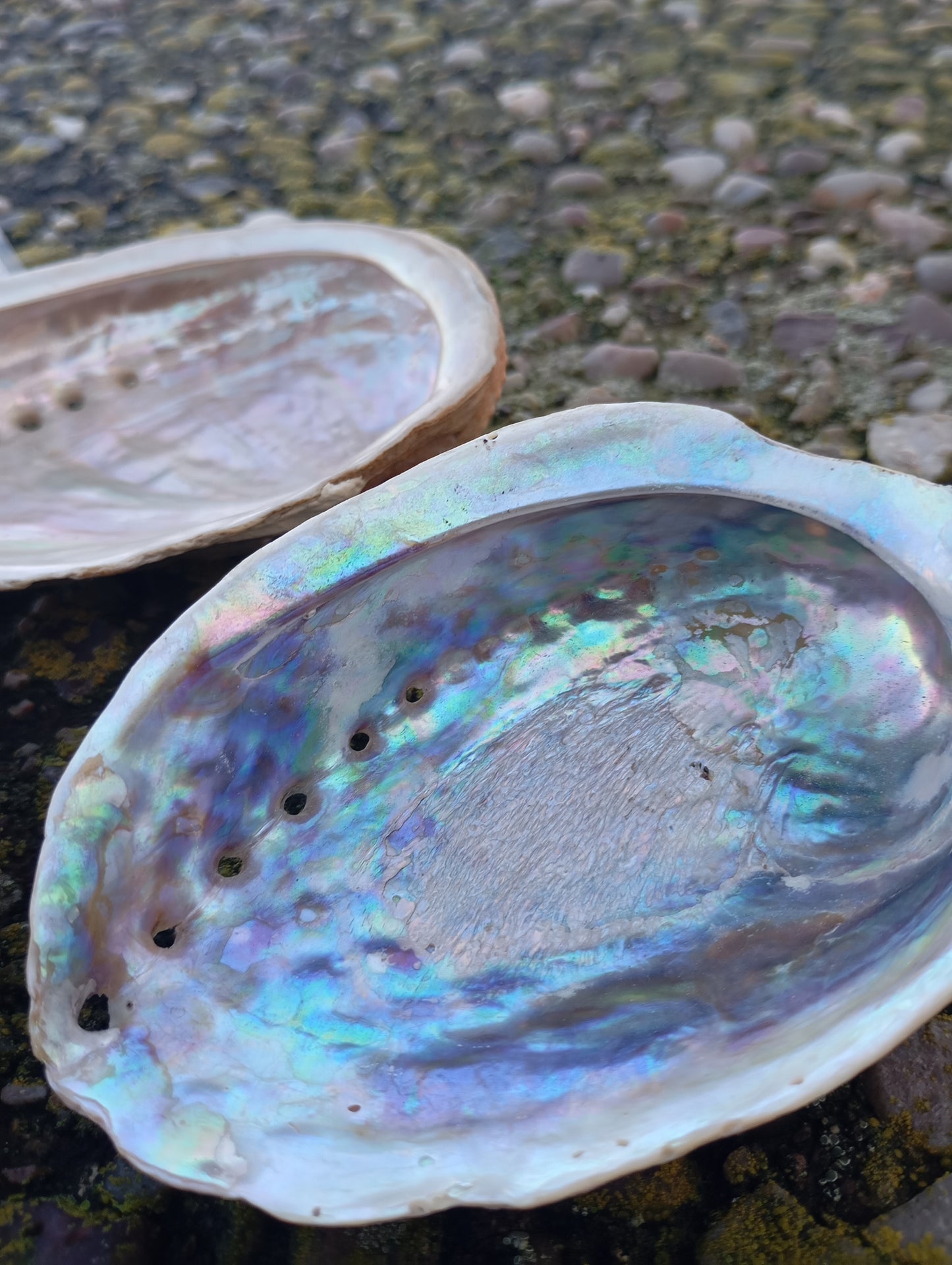 Abalone shell