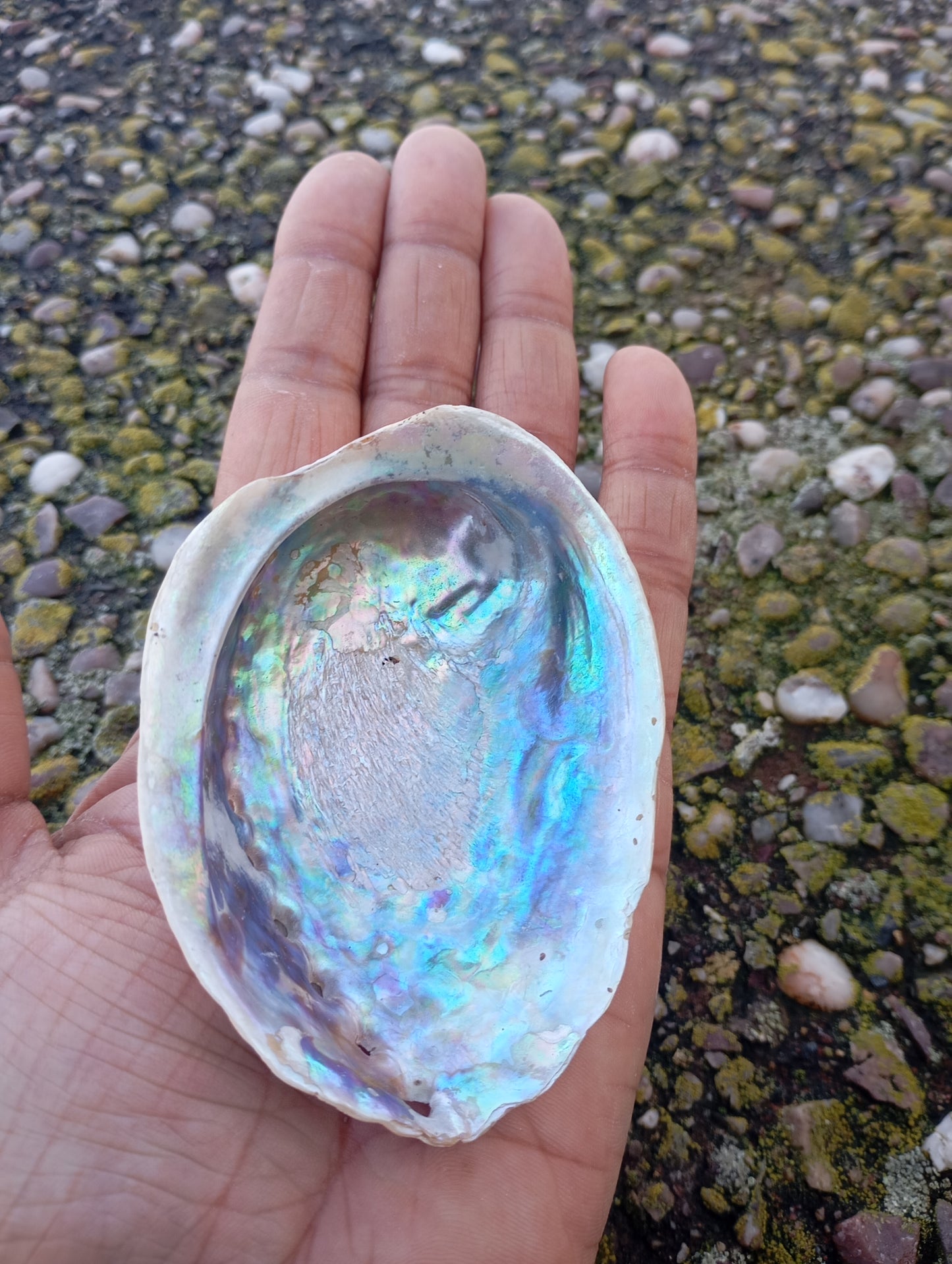 Abalone shell