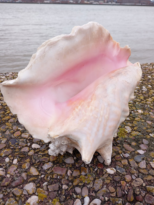 Large Conch shell