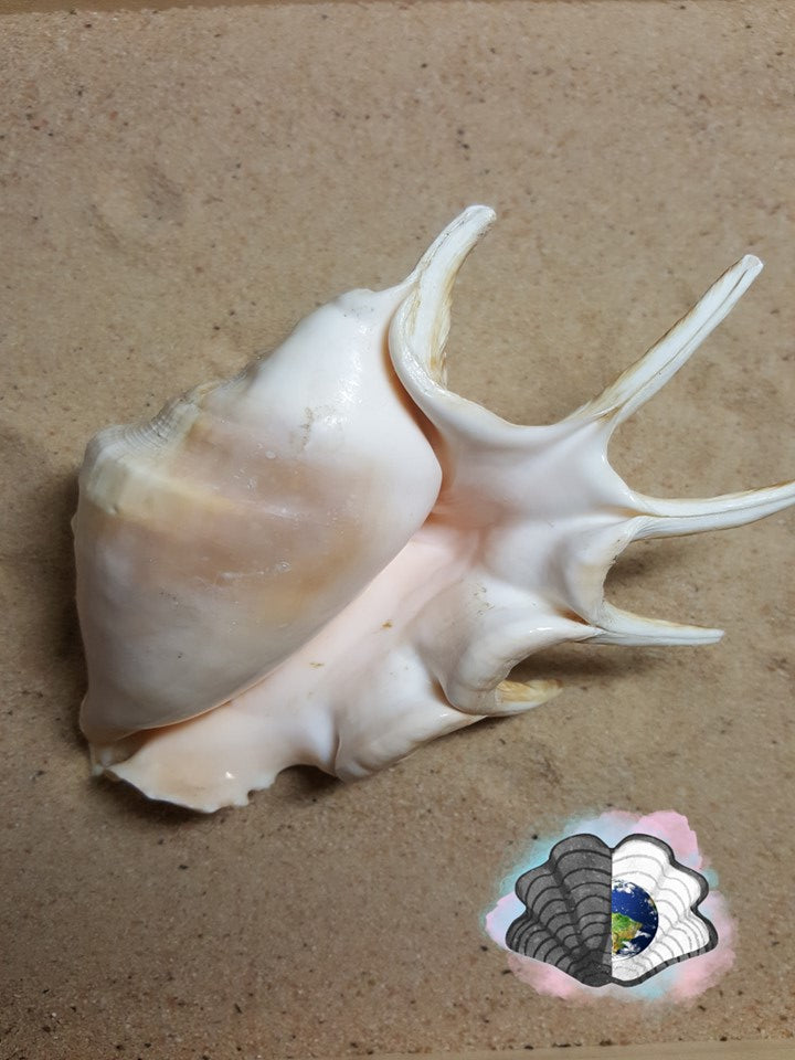 Spider Conch