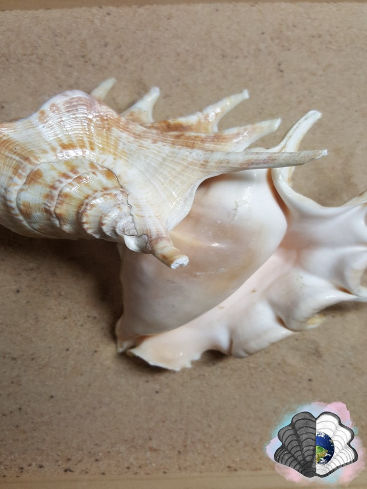 Spider Conch