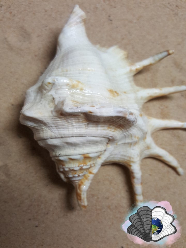 Spider Conch