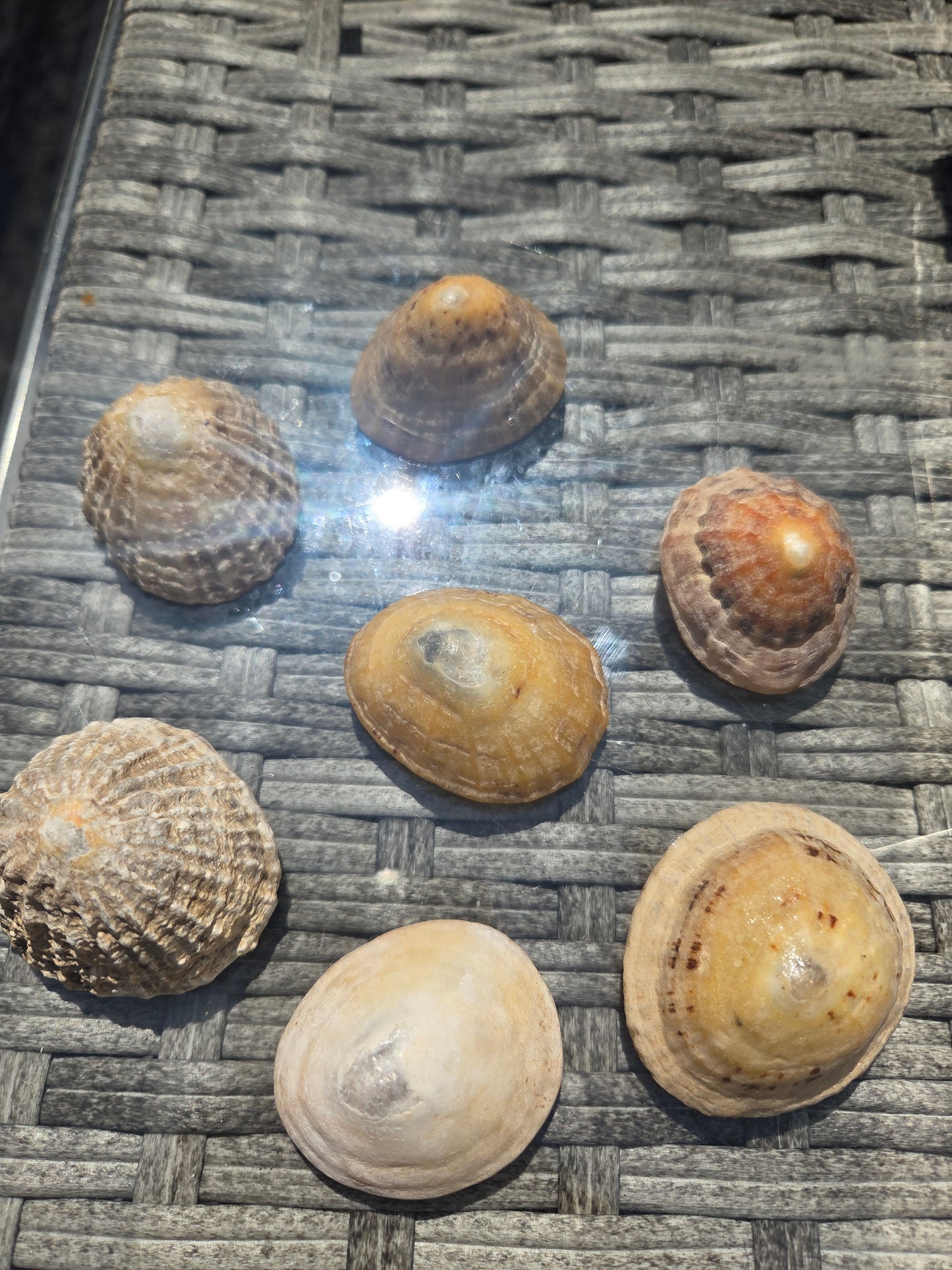 Limpet shell