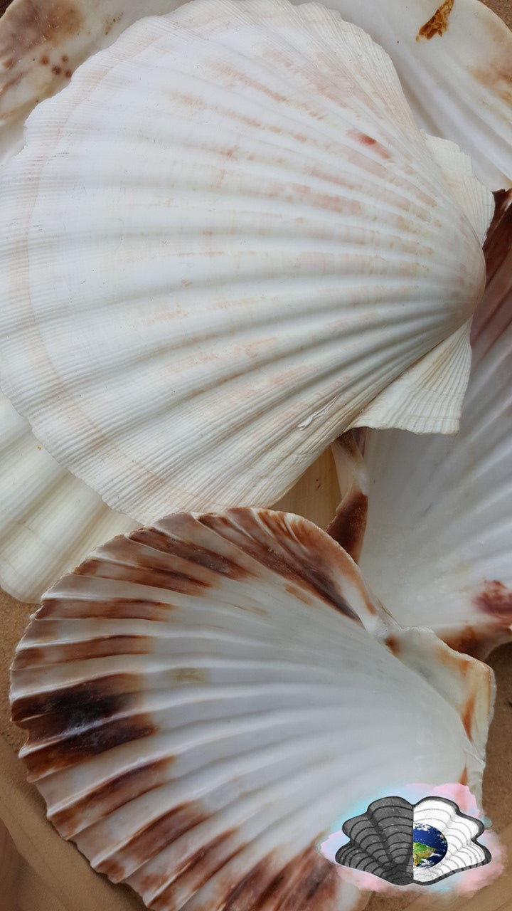 Scallop shell smudge bowl