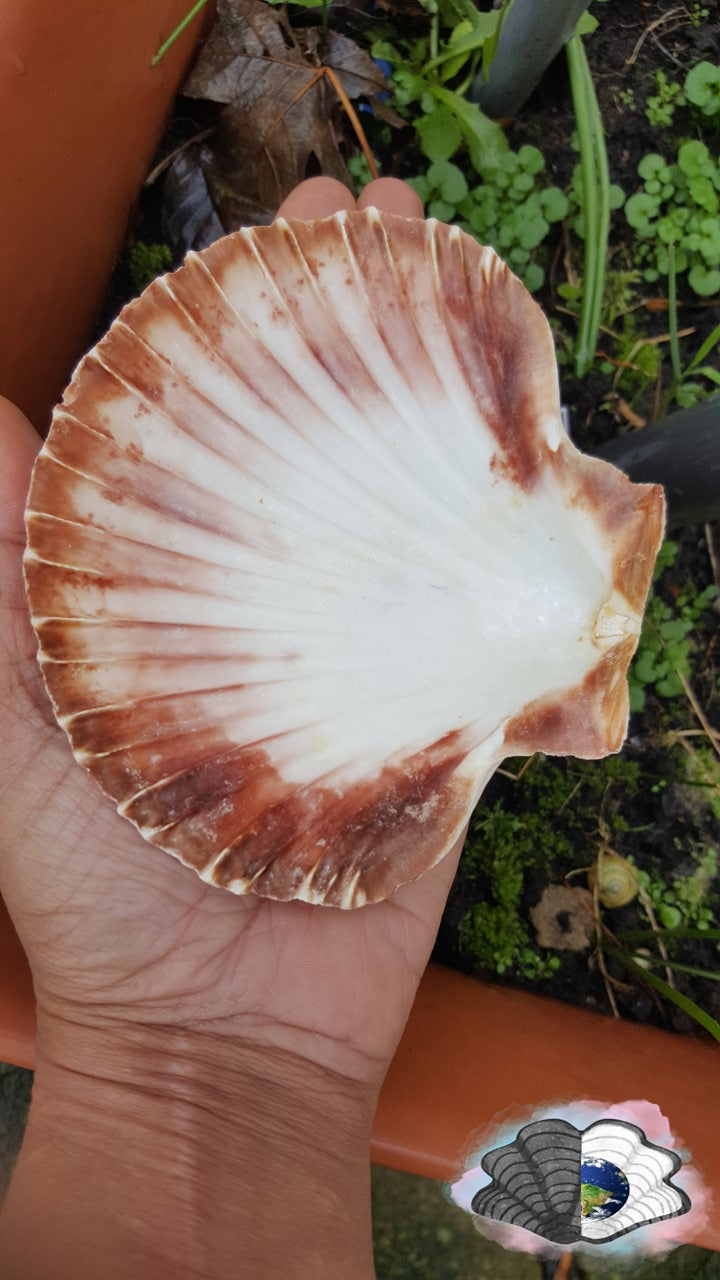 Scallop shell smudge bowl