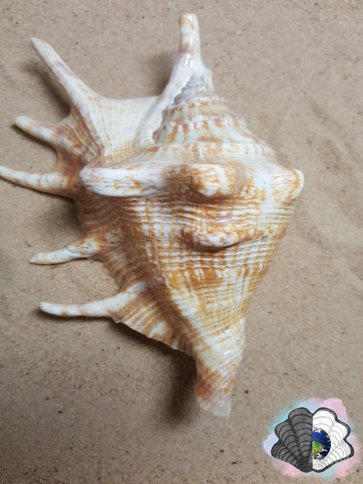 Spider Conch